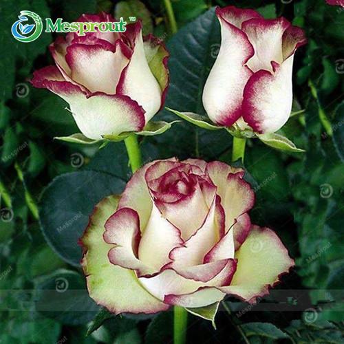 Super Rare Rainbow Rose Seeds - 100 Seed Pack