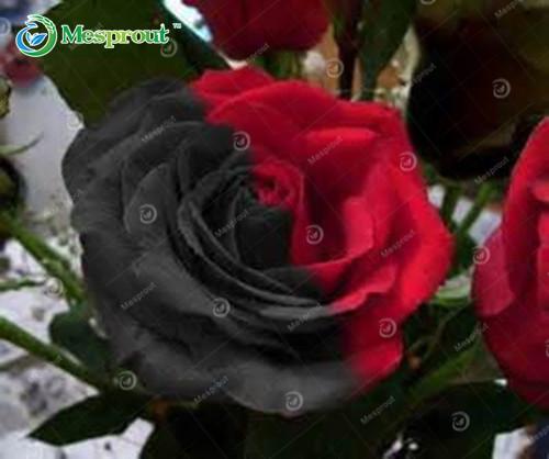 Super Rare Rainbow Rose Seeds - 100 Seed Pack