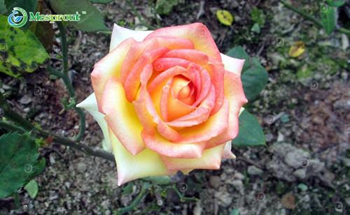 Super Rare Rainbow Rose Seeds - 100 Seed Pack