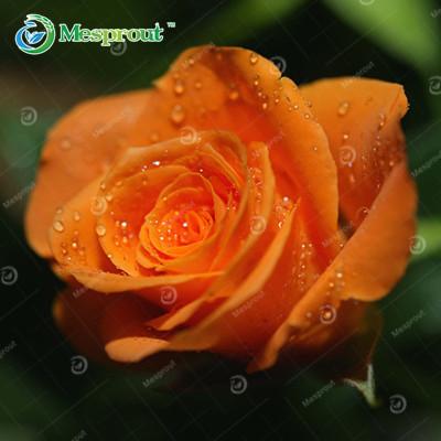 Super Rare Rainbow Rose Seeds - 100 Seed Pack